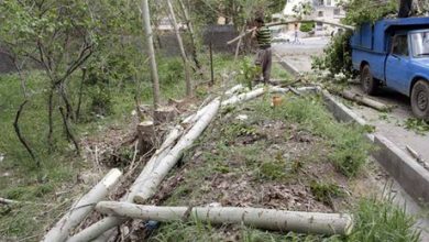 قطع-درختان-منطقه-5